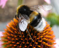 Build a buzz