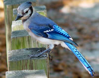 tweetbird