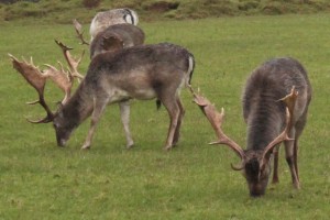 Reindeer