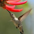 Hummingbird: A wake-up call for better content marketing