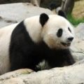 Will Google’s Panda 4.0 bite into your traffic?