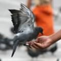 What is Google Pigeon and how will it impact local businesses?