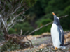 The Real Time Penguin algorithm is coming soon. Here’s what to do to prepare