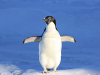The real-time Penguin algorithm is finally here!