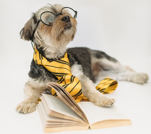 This is a picture of a dog, reading.