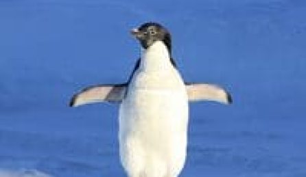 penguin