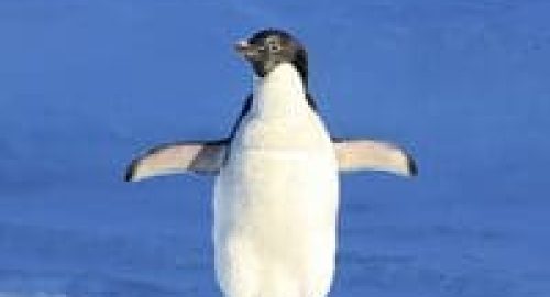 penguin