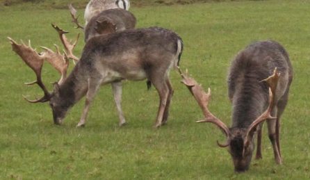 Reindeer