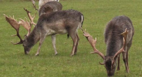 Reindeer