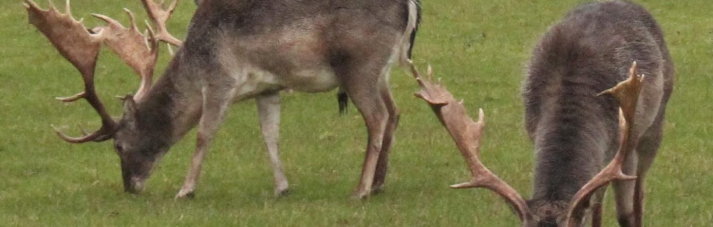 Reindeer